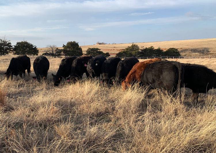 Fall Calving AI Bred Heifer