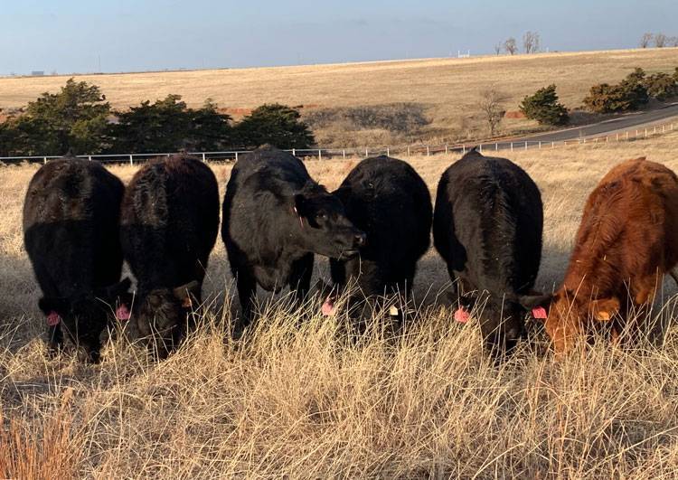 Fall Calving AI Bred Heifer