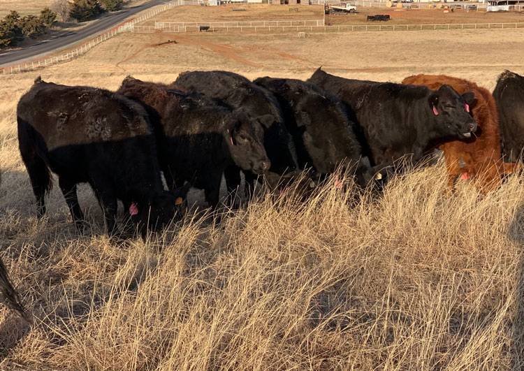 Fall Calving AI Bred Heifer